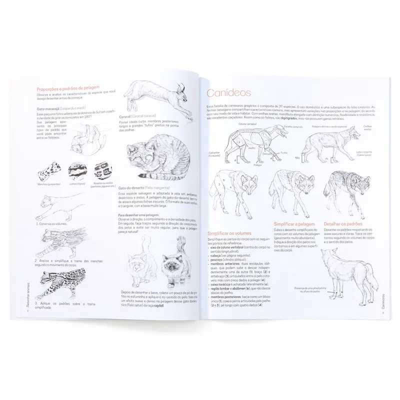 LIVRO "DESENHAR ANIMAIS" CHARLÈNE LETENNEUR