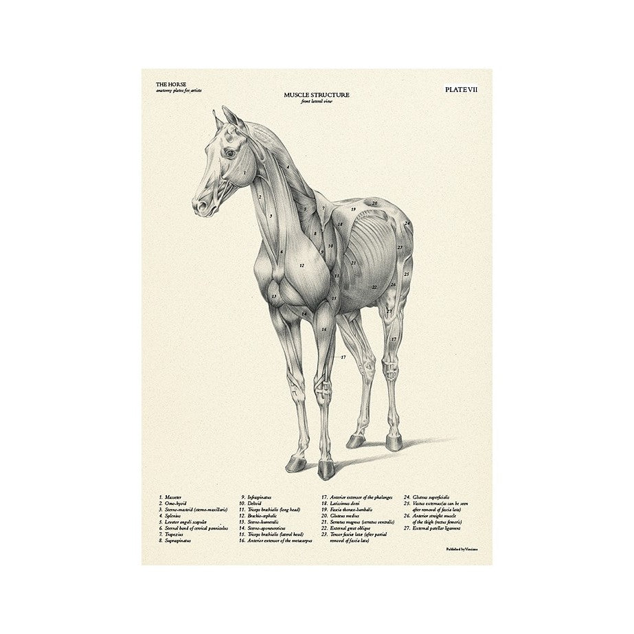 MANUAL TECNICO LEONARDO "EL CABALLO" VINCIANA EDITORA