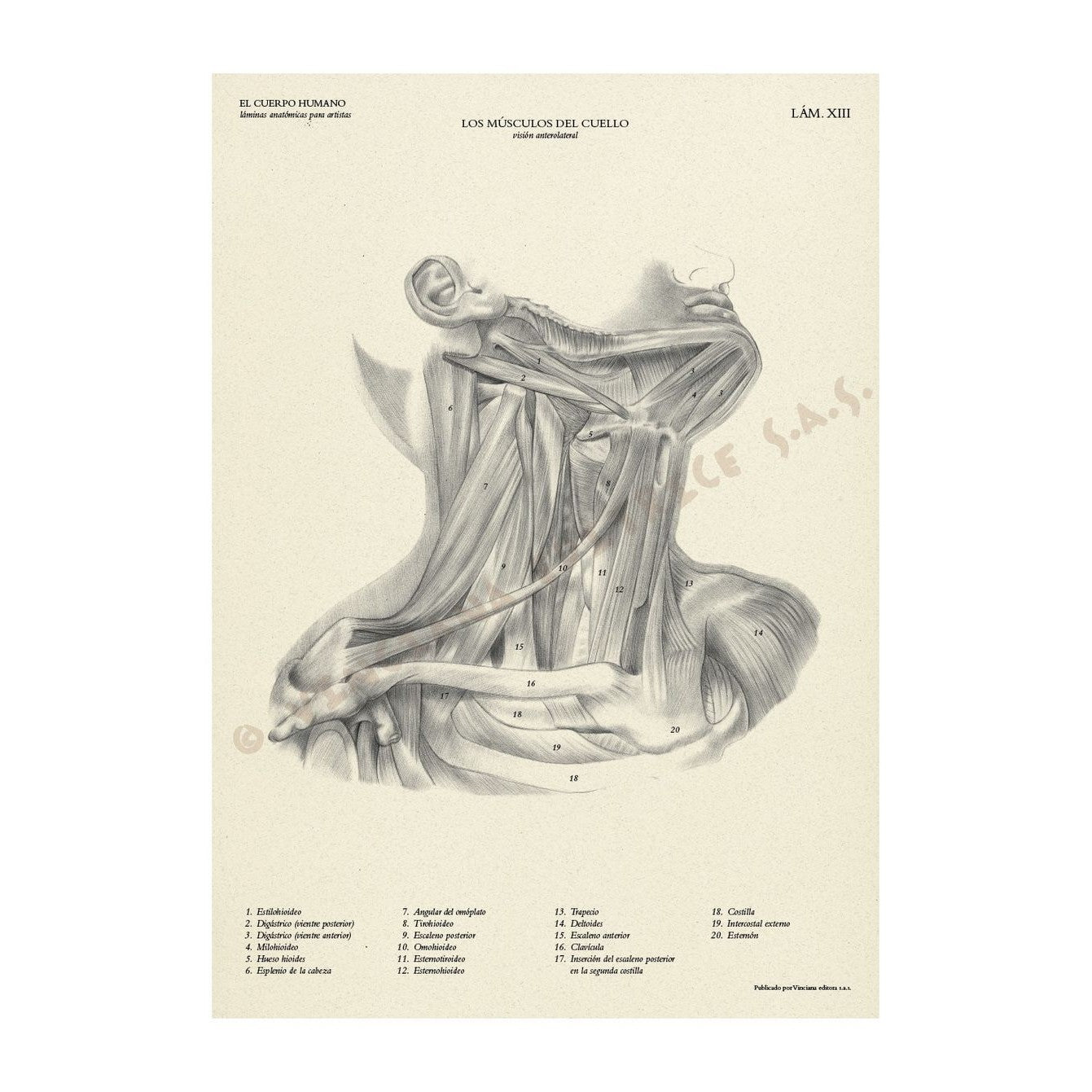 MANUAL TECNICO LEONARDO "EL CUERPO HUMANO" VINCIANA EDITORA