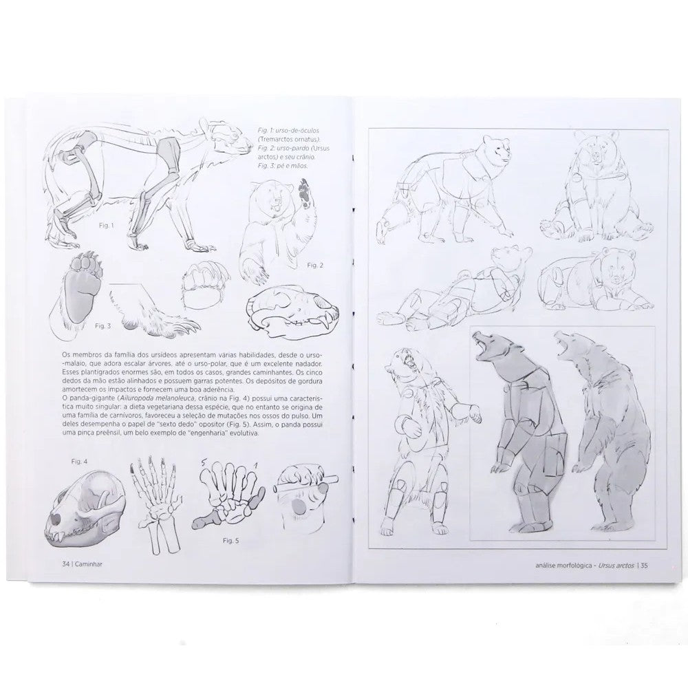 LIVRO "ANATOMIA ARTISTICA 9 - MAMIFEROS" MICHEL LAURICELLA