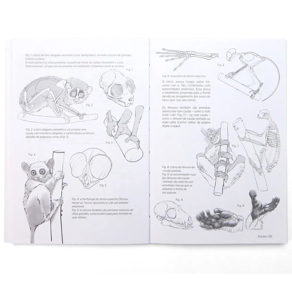 LIVRO "ANATOMIA ARTISTICA 9 - MAMIFEROS" MICHEL LAURICELLA