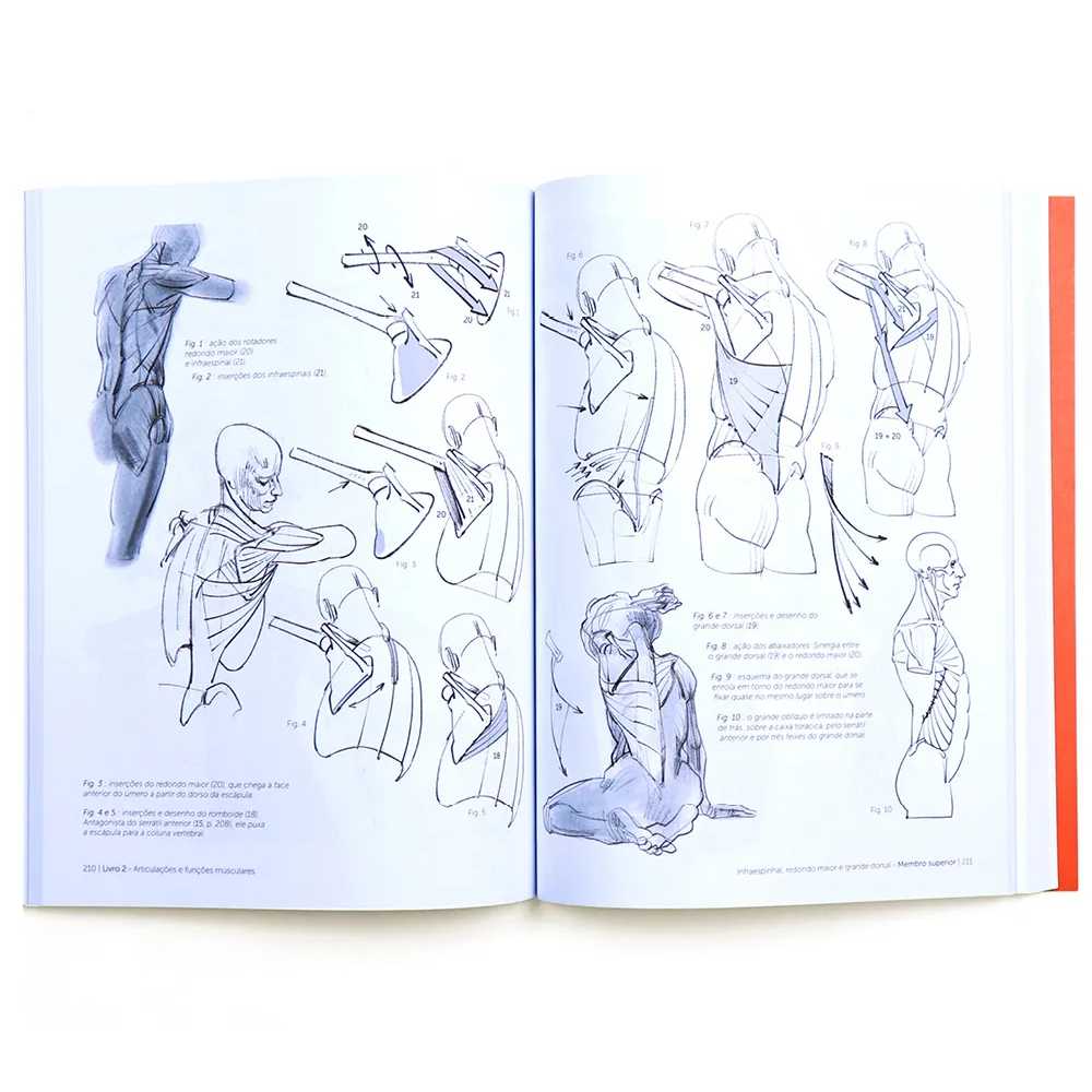 ANATOMIA ARTISTICA ANTOLOGIA - MICHEL LAURICELLA