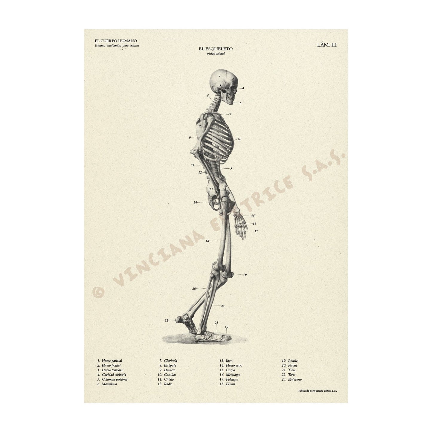 MANUAL TECNICO LEONARDO "EL CUERPO HUMANO" VINCIANA EDITORA