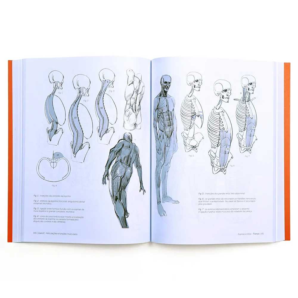 ANATOMIA ARTISTICA ANTOLOGIA - MICHEL LAURICELLA