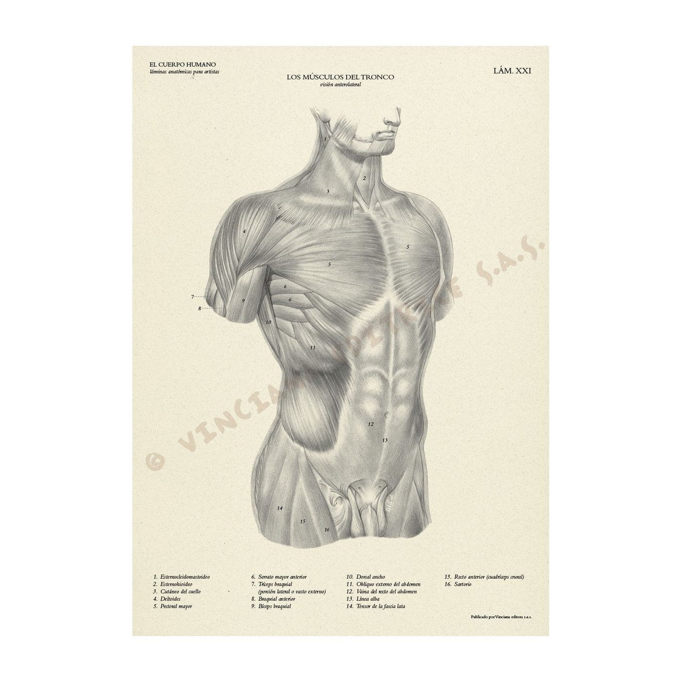 MANUAL TECNICO LEONARDO "EL CUERPO HUMANO" VINCIANA EDITORA