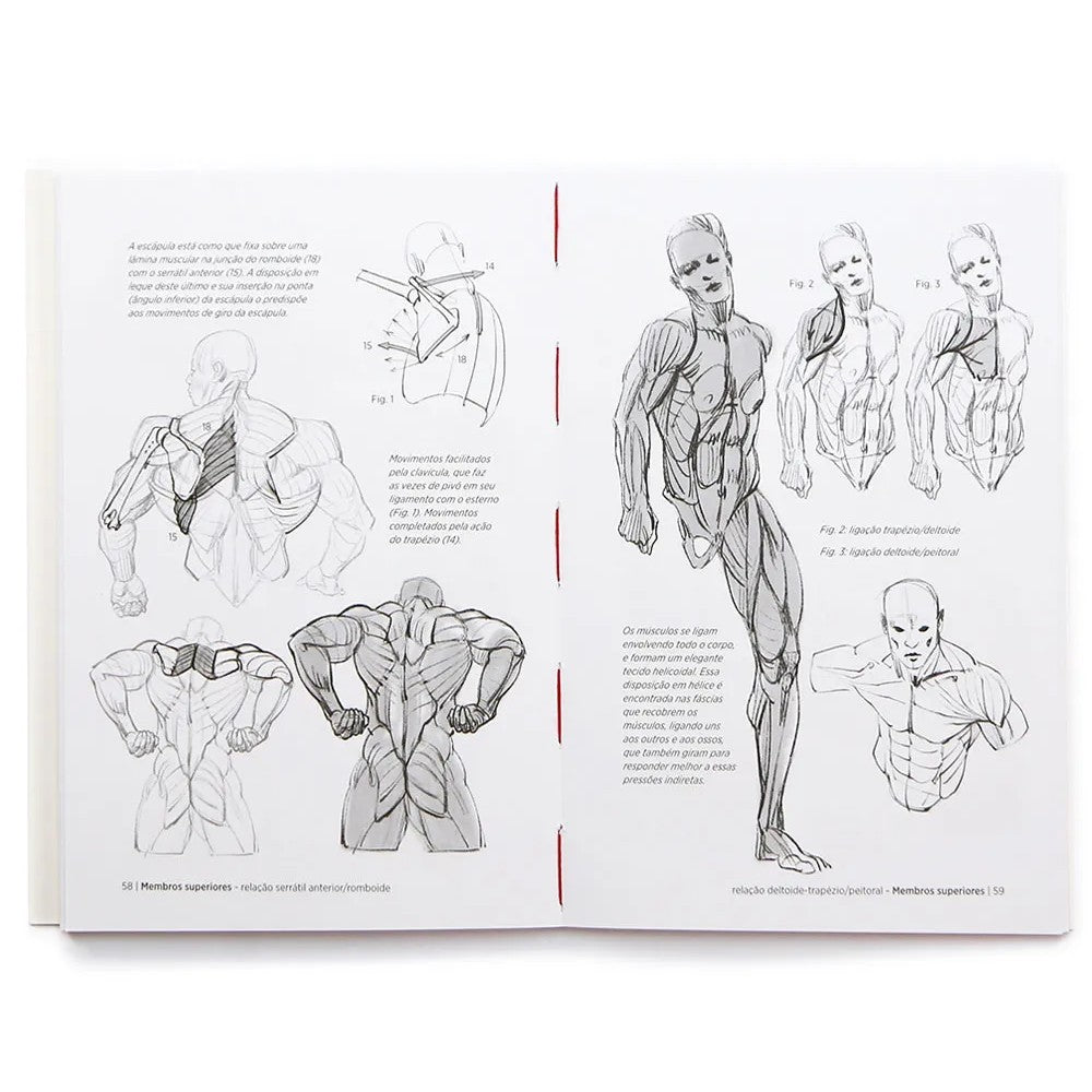 LIVRO "ANATOMIA ARTISTICA 7" CORPOS MUSCULOSOS - MICHEL LAURICELLA