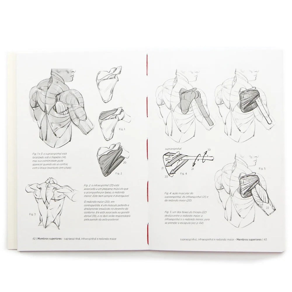 LIVRO "ANATOMIA ARTISTICA 7" CORPOS MUSCULOSOS - MICHEL LAURICELLA